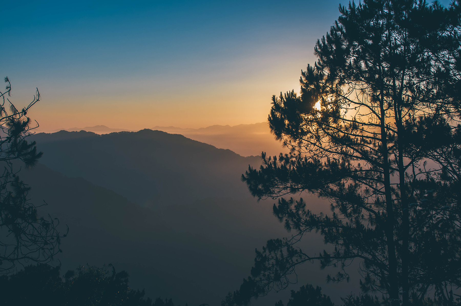 twin pine sunrise