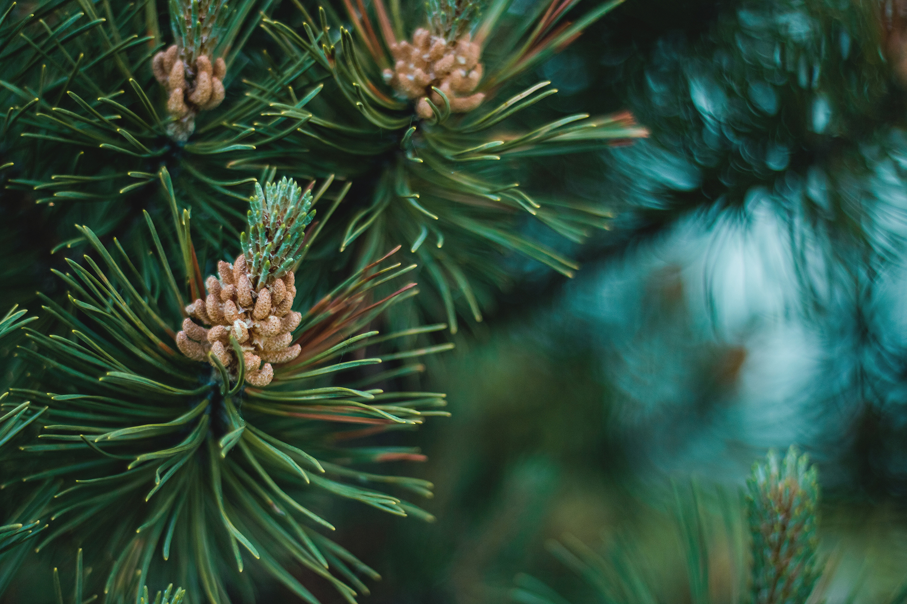 twin pine photo