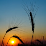 nature photo