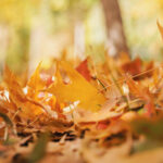 Photo of Fall wellness