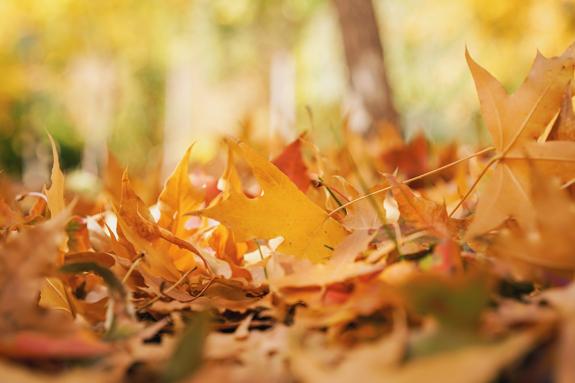 Photo of Fall wellness