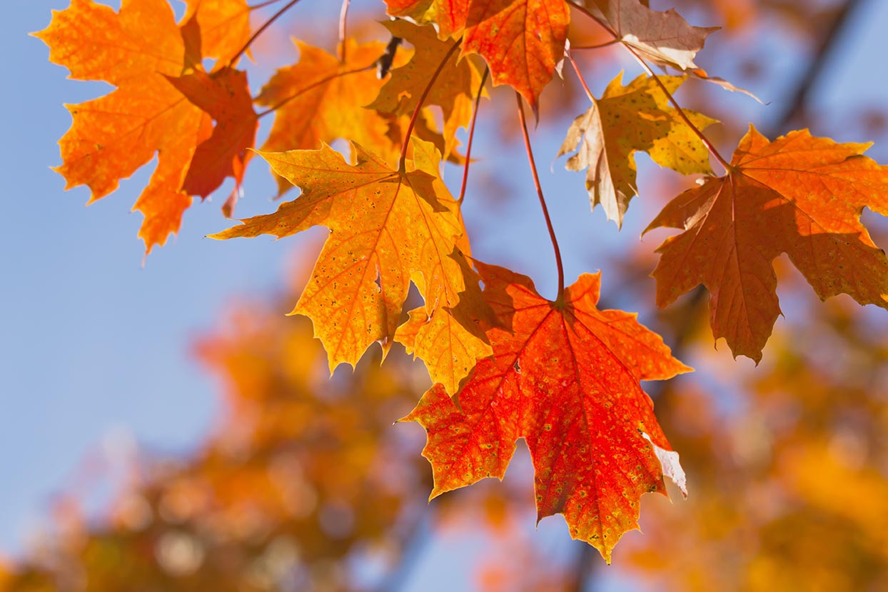 Photo of Fall wellness