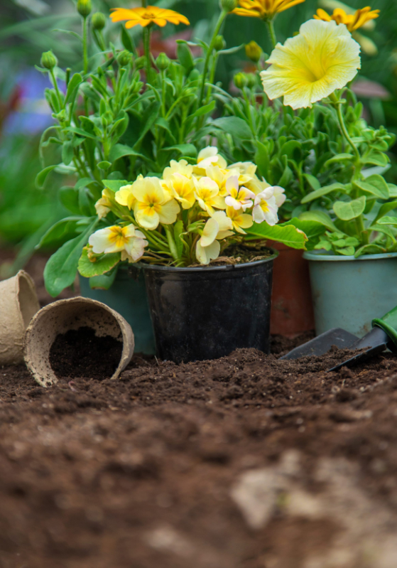 Plant flowers in the garden. Selective focus. nature. photo of mulching the garden