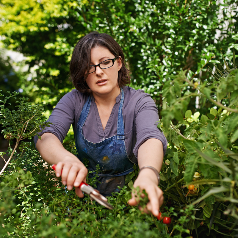 pruning photo of woman trimming plants in her garden.