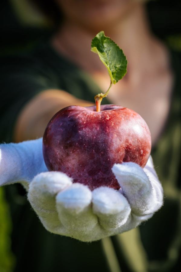 Hands in gloves holding a red apple. Close-up. photo of good food