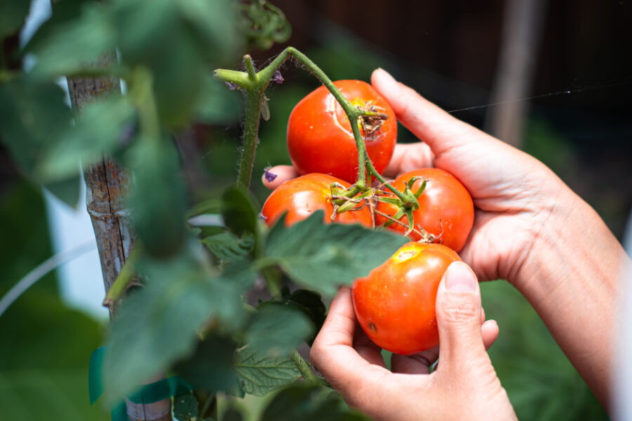 Your Garden Isn’t the Only Thing That Needs Tending This Summer