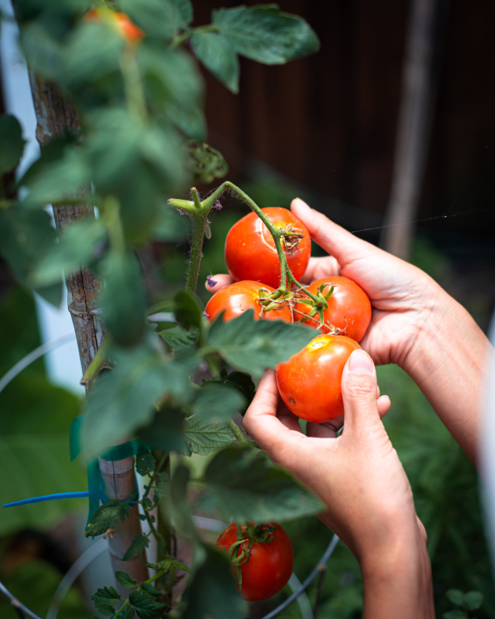 picking tomotos photo of ripe tomatoes