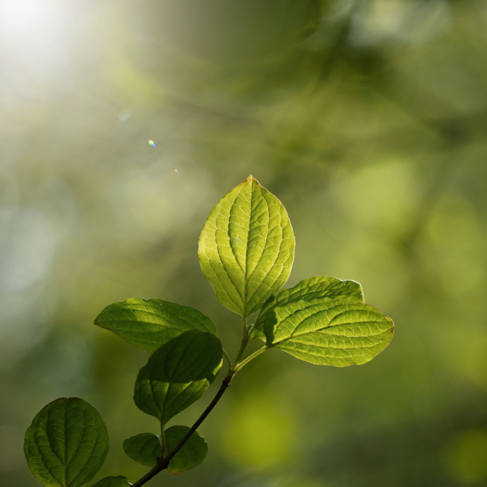 green tree leaves in the nature in spring season, green background Photo of sunlight in the garden