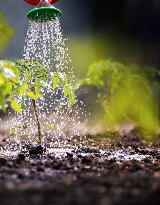 watering tomato photo of lovingly watering a tomato plant