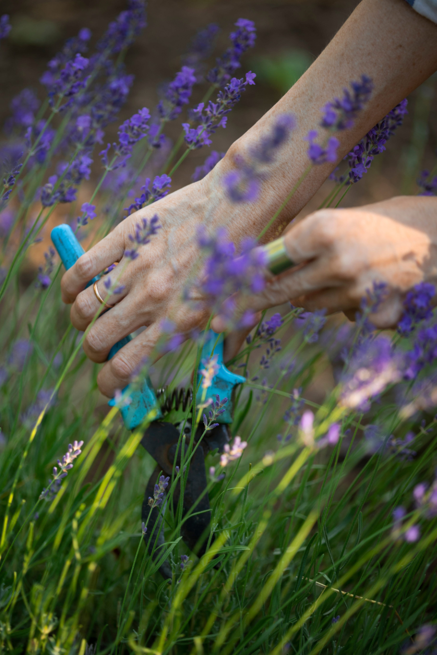 girl pruning lavender bush in the garden photo of weeding the garden