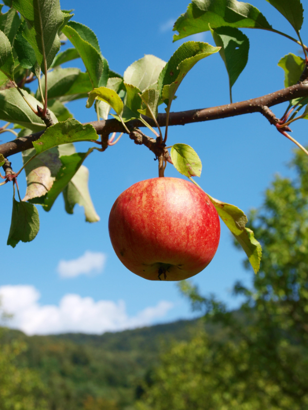 red apple Photo of an apple day
