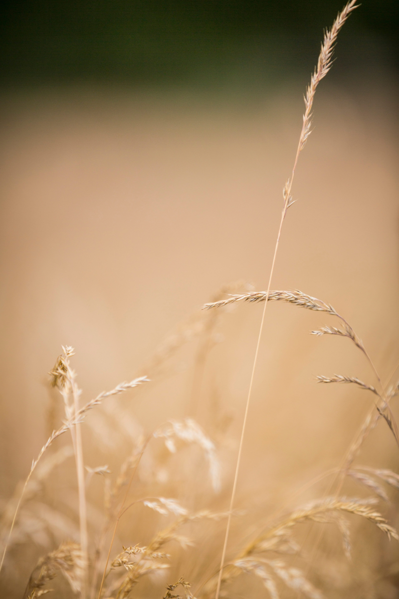 Meadow with blades of grass Photo of the straw that broke the camel's back