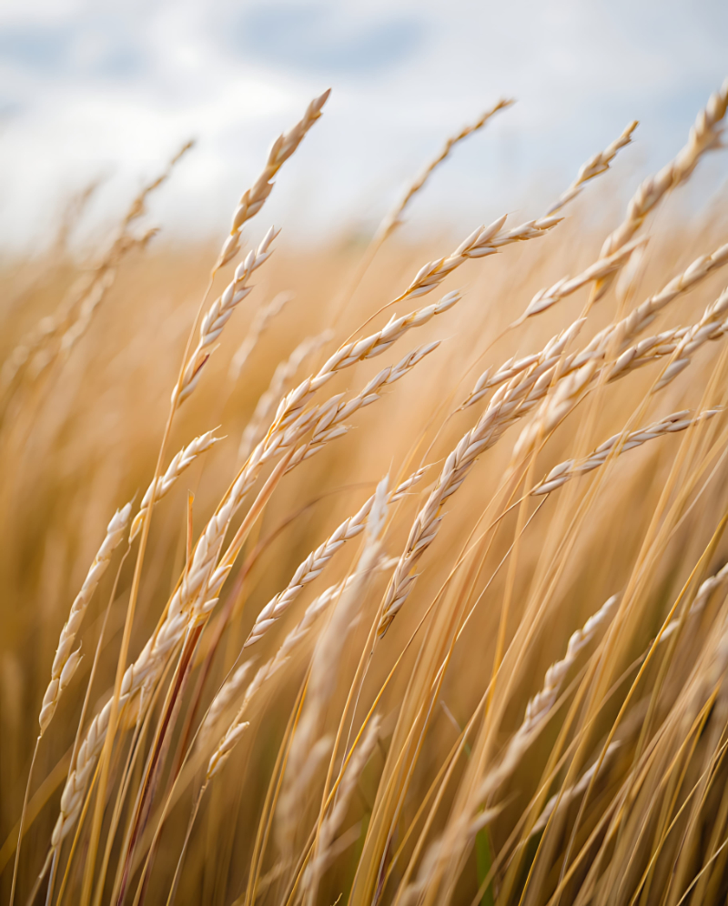 Ears of golden wheat close-up on a background of blue sky Photo of serenity